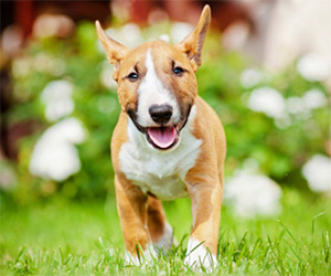 pets adoption