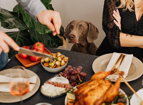 Thanksgiving Tips from Old Dominion Animal Hospital