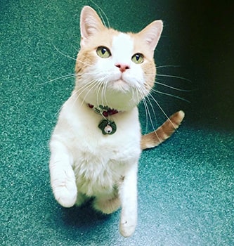 Cat with Feline Leukemia