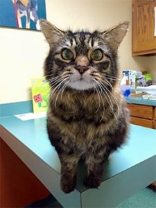 Senior pet care charlottesville va