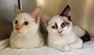pet spaying & neutering