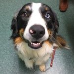 Pet Dental Care