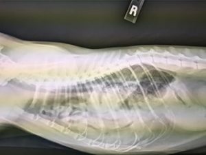 Digital Radiography at Old Dominion Animal Hospital