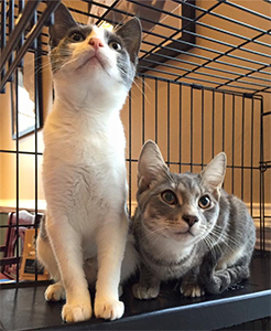 Old Dominion Animal Hospital Cat Rescue