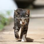 Save the Strays