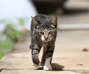 getting your cat to come when called