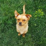 Pooch Friendly Planting