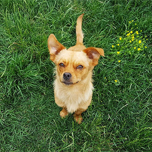 Your Dog's Body Language Decoded