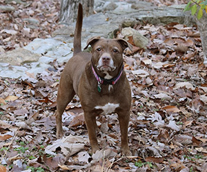 How to Create a Pet-Safe Yard