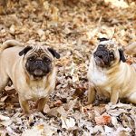 Fall Allergies