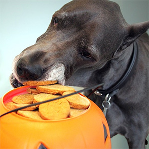 5 Halloween Risks for Pets
