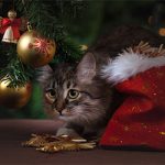 Festive Snapshot Tips