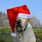 Holiday Pet Dangers