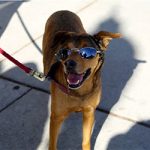 Avoid Canine Heatstroke