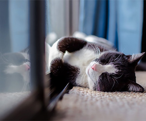 keeping your indoor cat happy