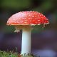 Wild Mushroom Dangers