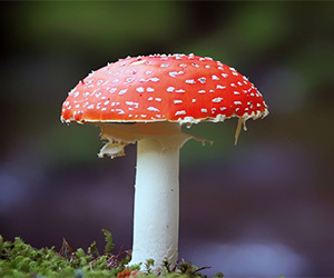 Mushrooms dangerous for pets