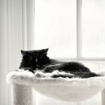 New Cat Checklist