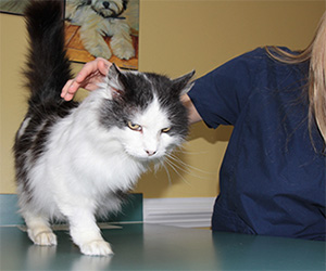 feline illness symptoms