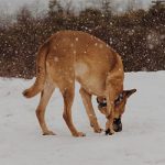 “Go” in the Snow