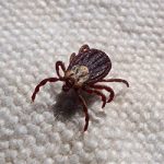Farewell to Fleas & Ticks