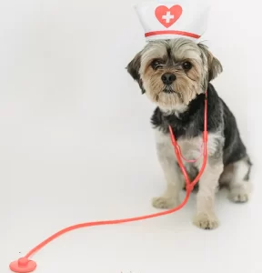 How CBD affects your pets