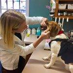 When Should I Call the Vet?