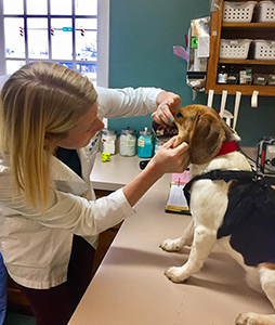 When Should I Call the Vet?