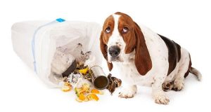 Separation Anxiety in Dogs