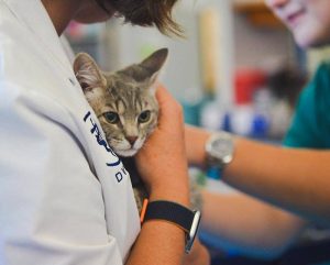 Charlottesville Veterinarian Office