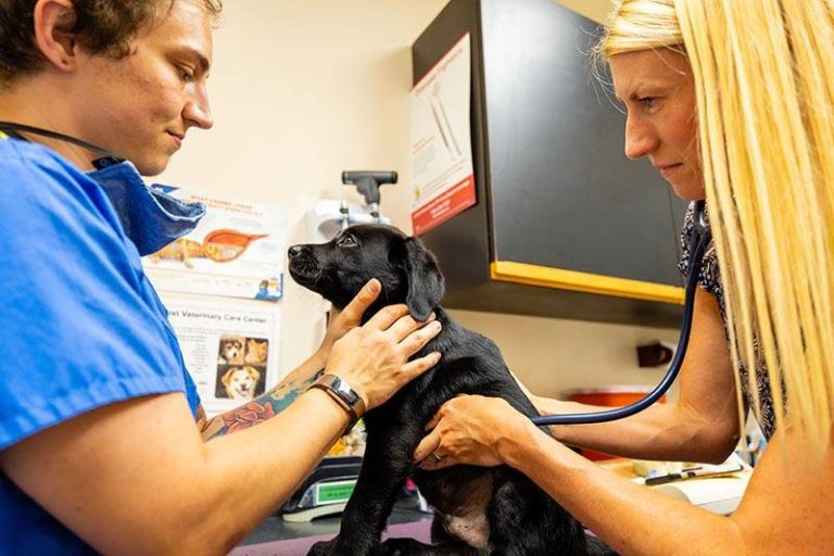 Appointments Old Dominion Animal Hospital