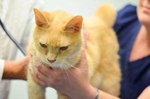 Emergency Veterinary Service at Old Dominion Animal Hospital