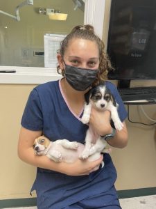 Local Animal Rescue Groups