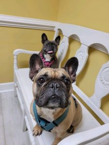 Veterinary Services at Old Dominion Animal Hospital