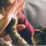 “Talk” to Your Cat