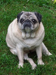 Senior Care at Old Dominion Animal Hospital