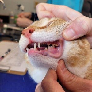 Pet Dentistry Charlottesville at Old Dominion Animal Hospital