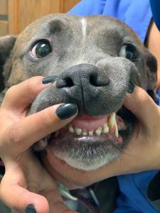 Veterinary Dentistry at Old Dominion Animal Hospital Crozet