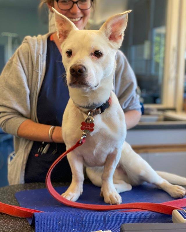 Animal Health Certificates from Old Dominion Animal Hospital
