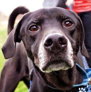 Veterinary Hospice and Senior Pet Care at Old Dominion Animal Hospital