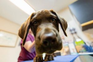 Medical Diagnostics at Old Dominion Animal Hospital