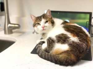 Medial Diagnostics at Old Dominion Animal Hospital