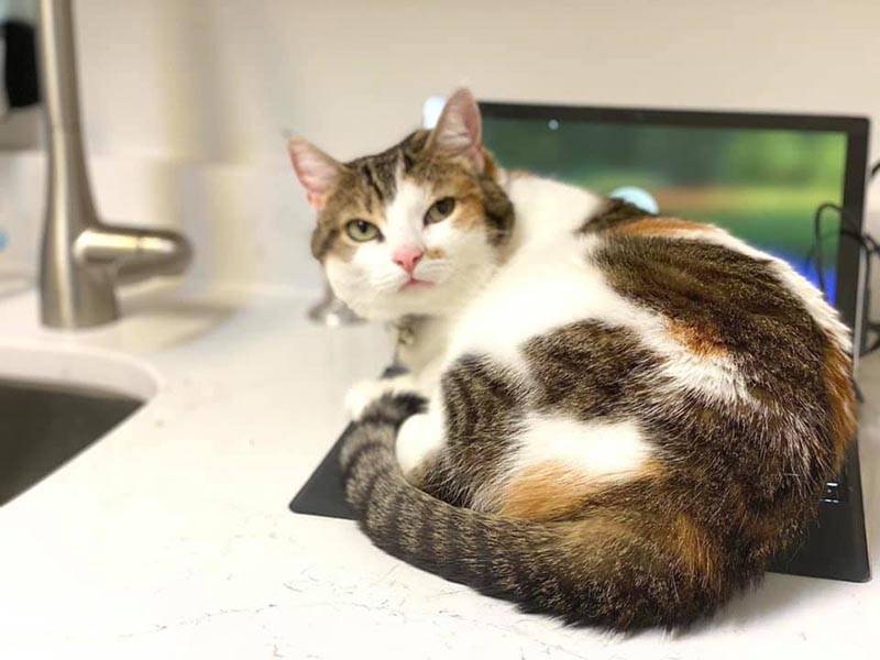 Medial Diagnostics at Old Dominion Animal Hospital