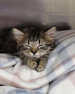 Pain Management at Old Dominion Animal Hospital