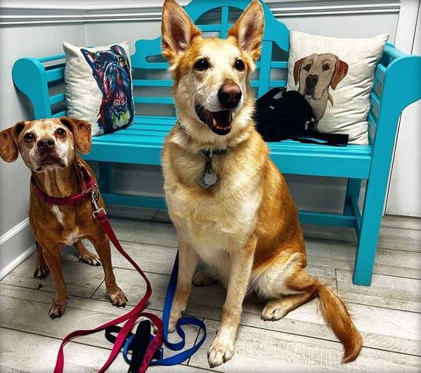Wellness Care at Old Dominion Animal Hospital
