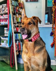Microchip Identification at Old Dominion Animal Hospital