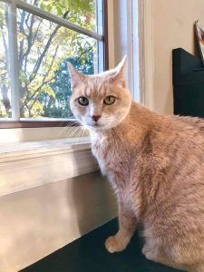Microchip Identification at Old Dominion Animal Hospital