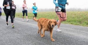 Bold Rock 4 Miler
