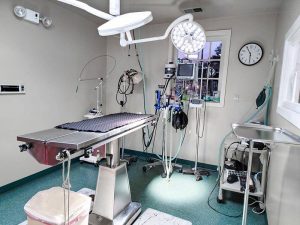 Surgery at Old Dominion Animal Hospital in Charlottesville