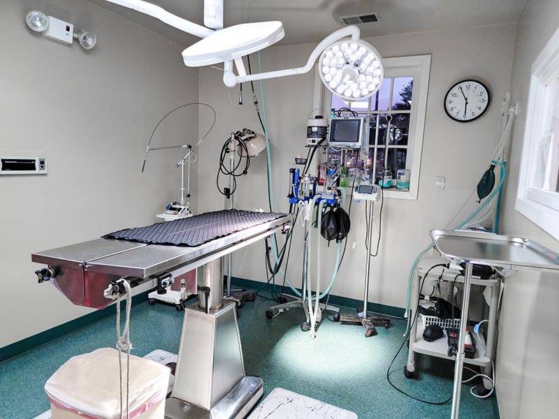 Veterinary Surgery - Old Dominion Animal Hospital Veterinary Surgery - Old Dominion Animal Hospital